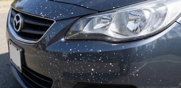 Front bumper and hood edge, the areas most exposed to stone chips